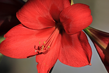 Amaryllis_smaller.webp