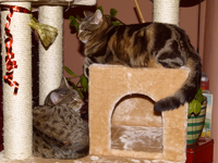 carlo livia kratzbaum01.webp