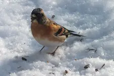 2012_0208winter0043.webp