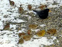 AmselSpatzen065.webp