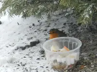 Rotkehlchen022.webp