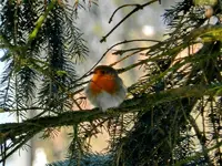 Rotkehlchen023.webp