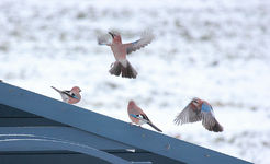 4 Eichelhäher auf Gartenhütte1_b_smaller.webp