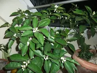DSCF4525.webp