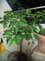 DSCF4526.webp