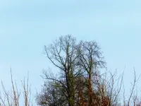 Winterbäume028.webp