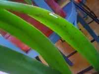 IMG_1275[1].webp