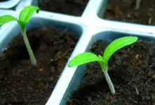 DSCF7171.2.webp