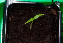 DSCF7347.2.webp