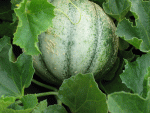 Melone_H.gif