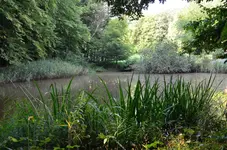 der Schlittschuhweiher im sommer.webp