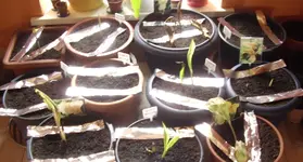Kübel-Cannas, 11.02.12.webp