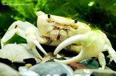 krabbe1.webp