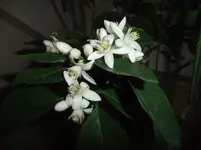 DSCF4527.webp