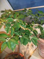DSCF4524.webp