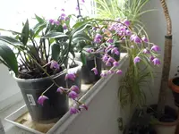 P2090167.webp
