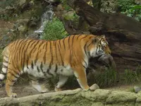 CIMG1000.webp