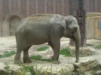 CIMG0993.webp