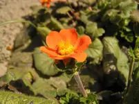 _orange (5).webp