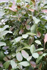IMG_0846.webp