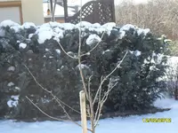 SAM_1026.webp