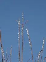 IMG_7942.webp