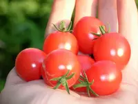 ms5-cherry.webp