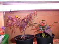 pepper.webp