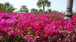 K800_P1090231.webp
