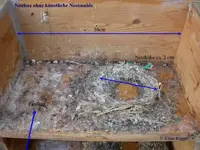 ms-nest in der nistbox01.webp