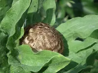 DSCF0738.webp