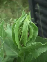 DSCF0731.webp