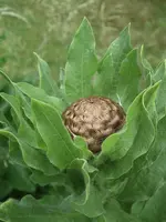 DSCF0729.webp