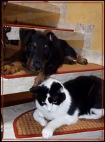 Branko & Meeko auf der Treppe 31.01 .webp