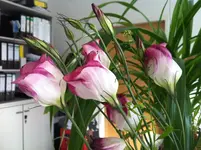 Bild 009.webp