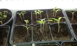 20120214_125941.webp