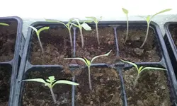 20120214_125950.webp