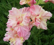 Miledi.webp