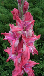 Potepis.webp