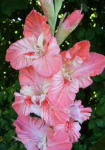 Rytmecio meile.webp