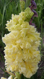 Zolotaja antilopa.webp