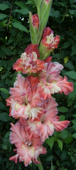 Ash Toks.webp