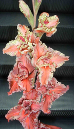 Raganu Pasaulis.webp