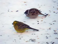 Goldammer Spatz095.webp
