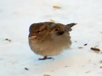 Spatz099.webp