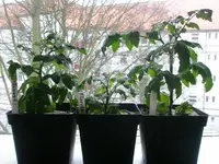 P1010011.webp
