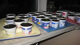 Tomaten 2012 003.webp