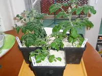 P1010007.webp