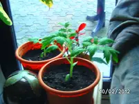 005.webp