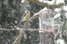 2012_0215winter0020 blaum.   -.webp